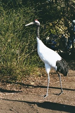 20030322414 blijdorp kraanvogel